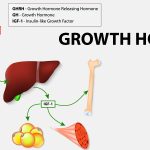 Growth hormone