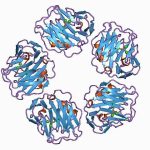 CRP (C-Reactive Protein)-Qualitative