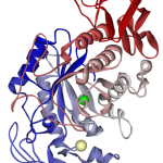 Amylase, Random Urine