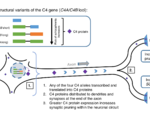 C4 Complement Component