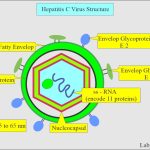 Anti HCV (By card) : Anti Hepatitis C Virus (By card)