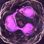 Absolute Neutrophil Count - ANC