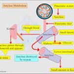 Amylase, serum