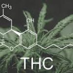 CANNABINOIDS (Delta-9-THC Metabolites) / MARIJUANA SCREEN, URINE