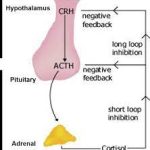 Adreno Cortico tropic Hormone -ACTH