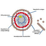 HBeAg (Hepatitis B Envelope Antigen)