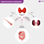 PTH (Intact)-Parathyroid Hormone